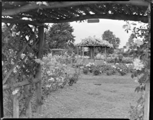 Rose gardens, Parnell, Auckland