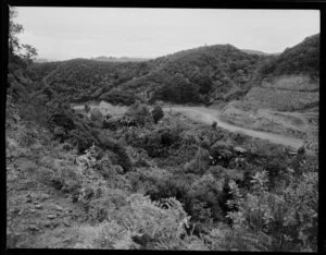 Native bush scene, Coromandel Peninsula