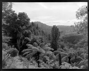 Mahoenui Gorge, Waitomo District, featuring tree ferns and native bush, and including farmland