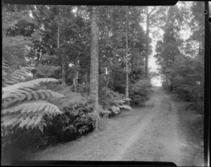 Herbert Pollard Memorial Grove, Maraetai, Auckland Region