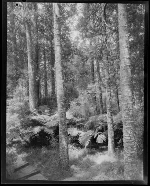 Herbert Pollard Memorial Grove, Maraetai, Auckland Region