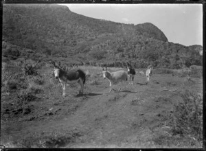Four donkeys near the Piha Mill.