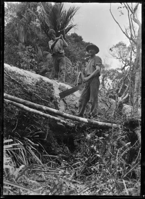 Crosscutting a felled kauri tree, near Piha.