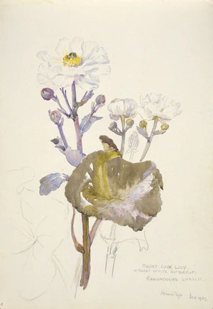 Holdsworth, Alice Mabel 1878-1963 :Mount Cook Lily or great white buttercup - Ranunculus Lyallii. Hermitage - Dec 1937.