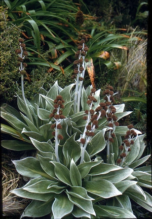 Photograph of Pleurophylum hookeri, Campbell Island