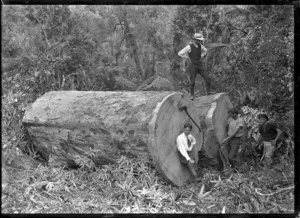 Kauri logs, near Piha.