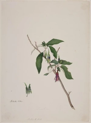 King, Martha 1803?-1897 :Kotuku tuku. [Fuchsia excorticata] Folio C No. 5 [1842]