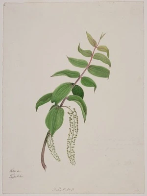 King, Martha 1803?-1897 :Tutu or tupakihi. Folio C No. 8. [1842]. The shrub of which the cattle eat - it is called Tutu and is poisonous.
