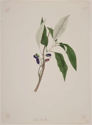 King, Martha, 1803?-1897 :Fruit of the fuchsia. Folio C No. 41 [1842]