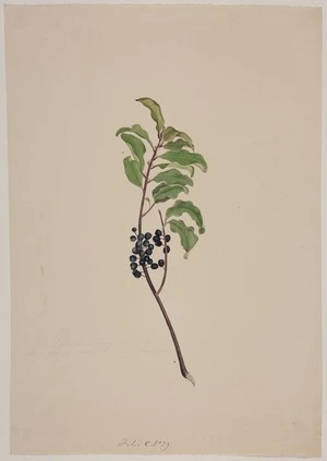 King, Martha 1803?-1897 :[Red matipo] Folio C No. 29. [1842]. This is a tree not of a very large size & very beautiful