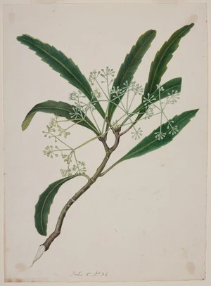 King, Martha 1803?-1897 :[Lancewood] A tree. Panax. Folio C No. 36 [1842]