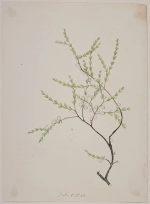 King, Martha 1803?-1897 :[Coprosma acerosa] Folio C No. 38 [1842]