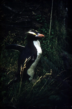 Photograph of an Erect-crested penguin (Eudyptes pachryhynchus sclateri), Campbell Island