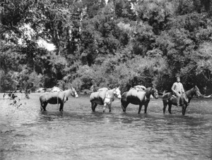 Packhorses, led by Billy Addison, in the Patarau River, Taitapu