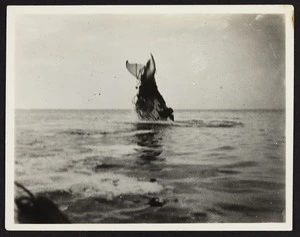 Tail and body of a whale trapped in netting