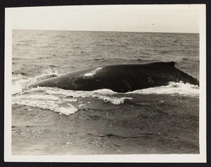 Dorsal ridge of whale in ocean
