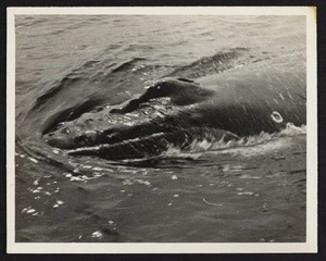Rostrum of whale in ocean facing towards camera