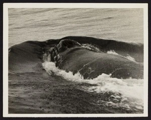 Rostrum of whale in ocean facing away from camera