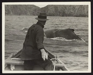 Captain Herbert Cook in foreground standing in boat in pursuit of whale