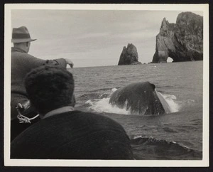 Captain Herbert Cook with unidentified male in boat in pursuit of whale