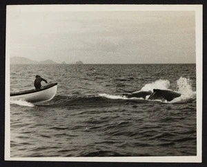 Captain Herbert Cook harpooning whale