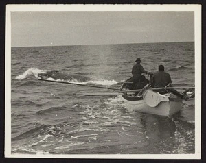 Boat with Captain Herbert Cook and three unidentified men in pursuit of whale