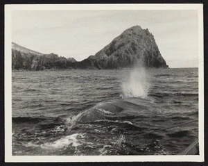 Whale blowing air in ocean