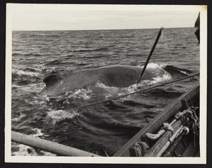 Harpoon in mid flight going towards whale