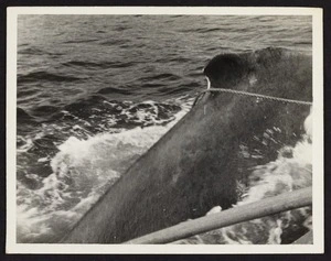 Dorsal ridge of whale with rope
