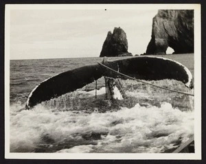 Tail of whale with rope