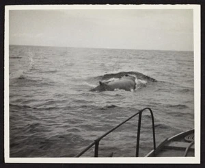 Part of 1930s steel whaling boat in ocean with whale in background