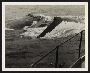 Part of 1930s steel whaling boat in ocean with two whales in background