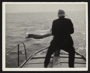 Captain Herbert Cook on steel whaling boat about to harpoon whale with harpoon gun
