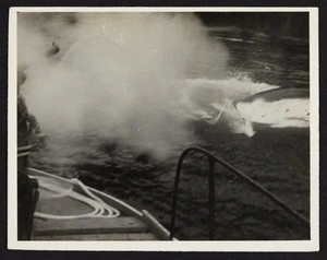 Harpoon entering whale with gunpowder smoke in foreground