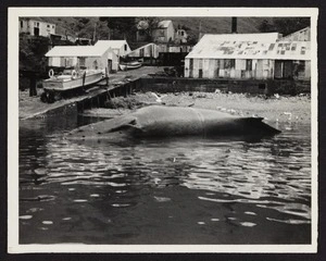 Sideways view of dead whale lying in Whangamumu harbour
