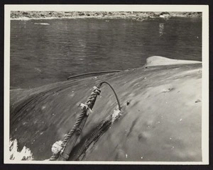 Close up of harpoon in whale