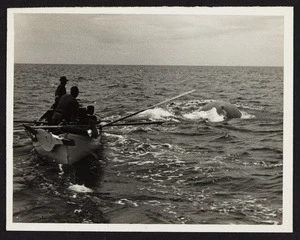 Back view of of six men in wooden boat in pursuit of whale
