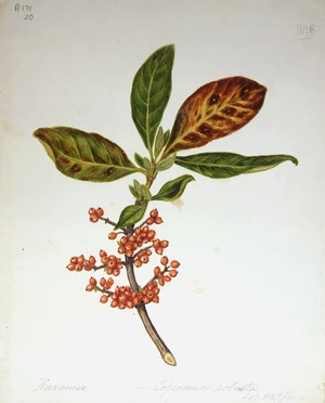 Featon, Sarah Ann 1847 or 1848-1927 :Karamu. Coprosma robusta. F.113. H.N.Z. flora. No 18. [ca 1890]