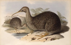 Gould, John, 1804-1881 :Apteryx owenii [Little spotted kiwi]. Gould. J. Gould delt, C. Hullmandel imp. [London, Gould, 1848].