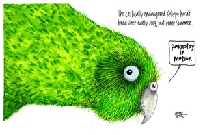 "Parrotry in motion" during the Kākāpō breeding season