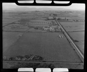 Winton, Southland District, showing farm with rows of harvested linen flax