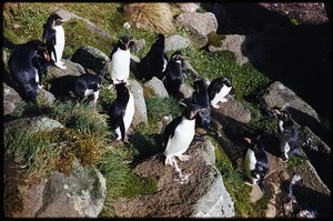 Photograph of Rockhopper penguins (Eudyptes crestatus crestatus), Campbell Island