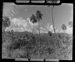 Scene with grasses, palm trees and hills in the distance, Tahiti