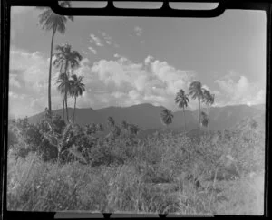 Scene with grasses, palm trees and hills in the distance, Tahiti