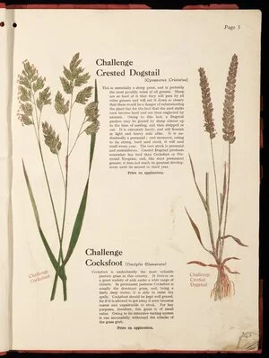 [Wright Stephenson & Company Ltd] :Challenge crested dogstail (Cynosurus cristatus); Challenge cocksfoot (Dactylis glomerata)[1924]