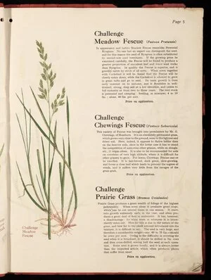 [Wright Stephenson & Company Ltd] :Challenge meadow fescue (Festuca pratensis); Challenge Chewings fescue (Festuca saburicola), Challenge prairie grass (Bromus unioloides) [1924]