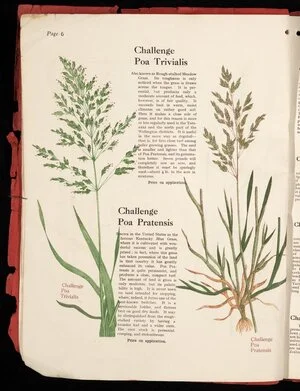 [Wright Stephenson & Company Ltd] :Challenge poa trivialis; Challenge poa pratensis [1924]