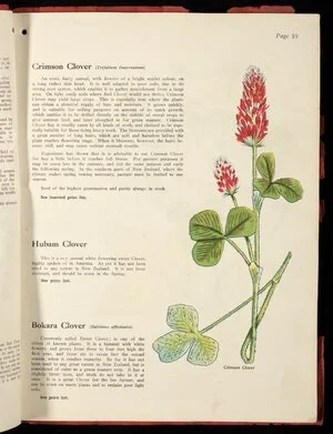 [Wright Stephenson & Company Ltd] :Crimson clover (trifolium incarnatum); Hubam clover; Bokara clover (melilotus officinalis) [1924]