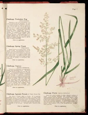 [Wright Stephenson & Company Ltd] :Challenge Yorkshire fog (holcus lanatus); Challenge spring vetch (vicia sativa); Challenge yarrow (achillea millefolium); Challenge agrostis tenuis (or Waipu brown top); Challenge Fiorin (agrostis stolonifera) [1924]