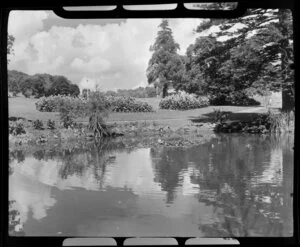 Auckland Domain, showing plants, trees and pond